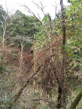 Actinidia chinensis var. setosa H. L. Li resmi