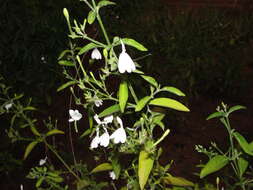 Image of Rhinacanthus nasutus (L.) Kuntze