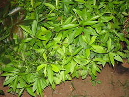 Image of Java plum