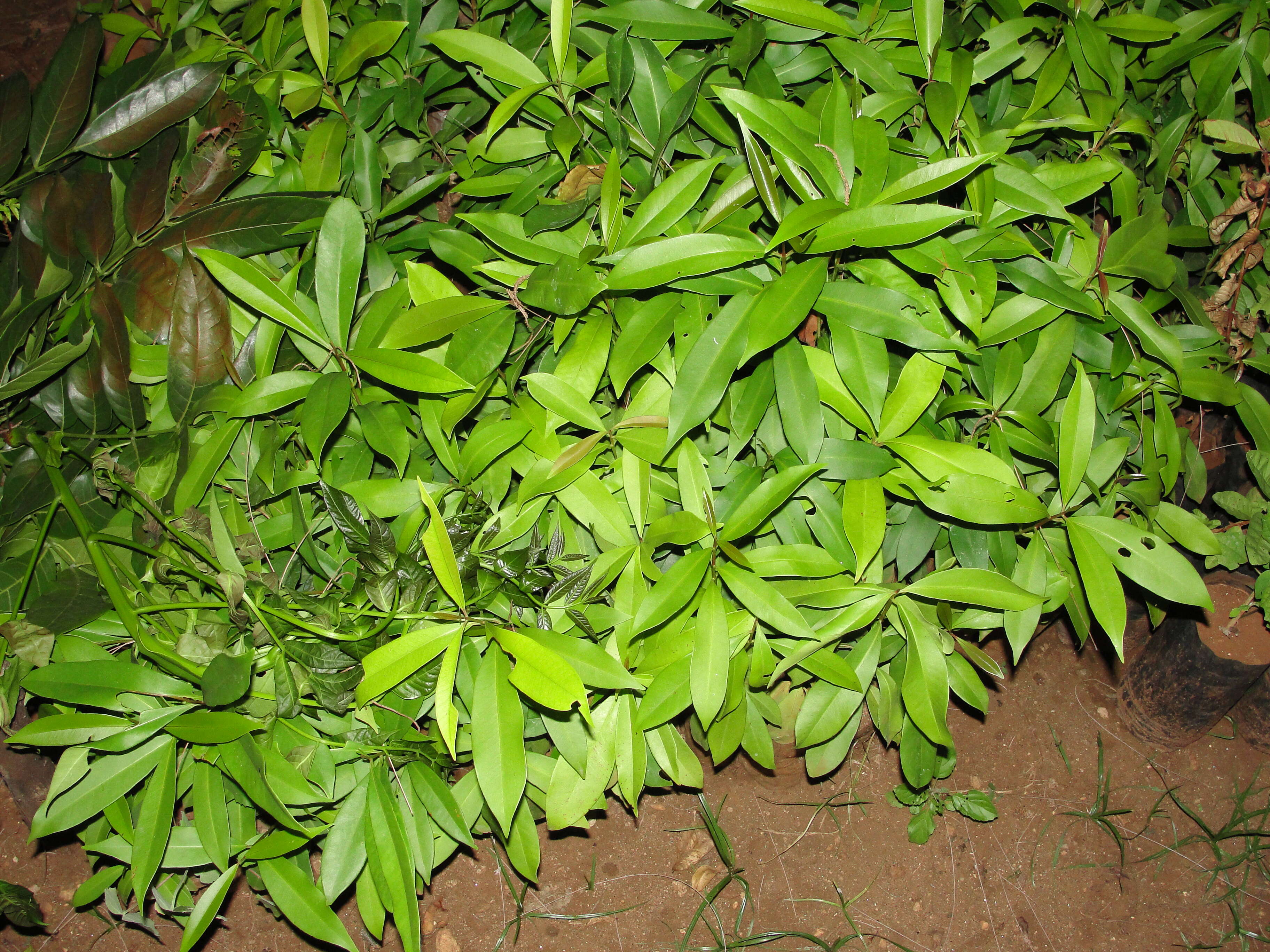 Image of Java plum