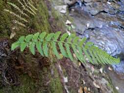 Sivun Polystichum dudleyi Maxon kuva