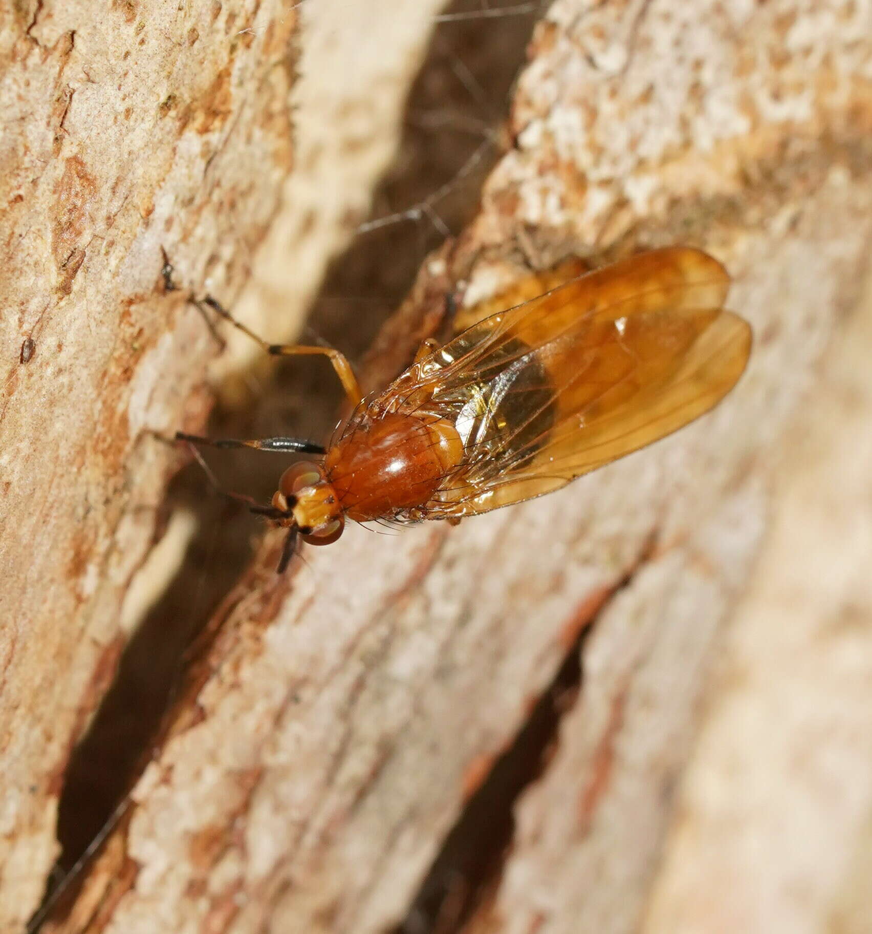 Image of Rhagadolyra magnicornis (Malloch 1926)