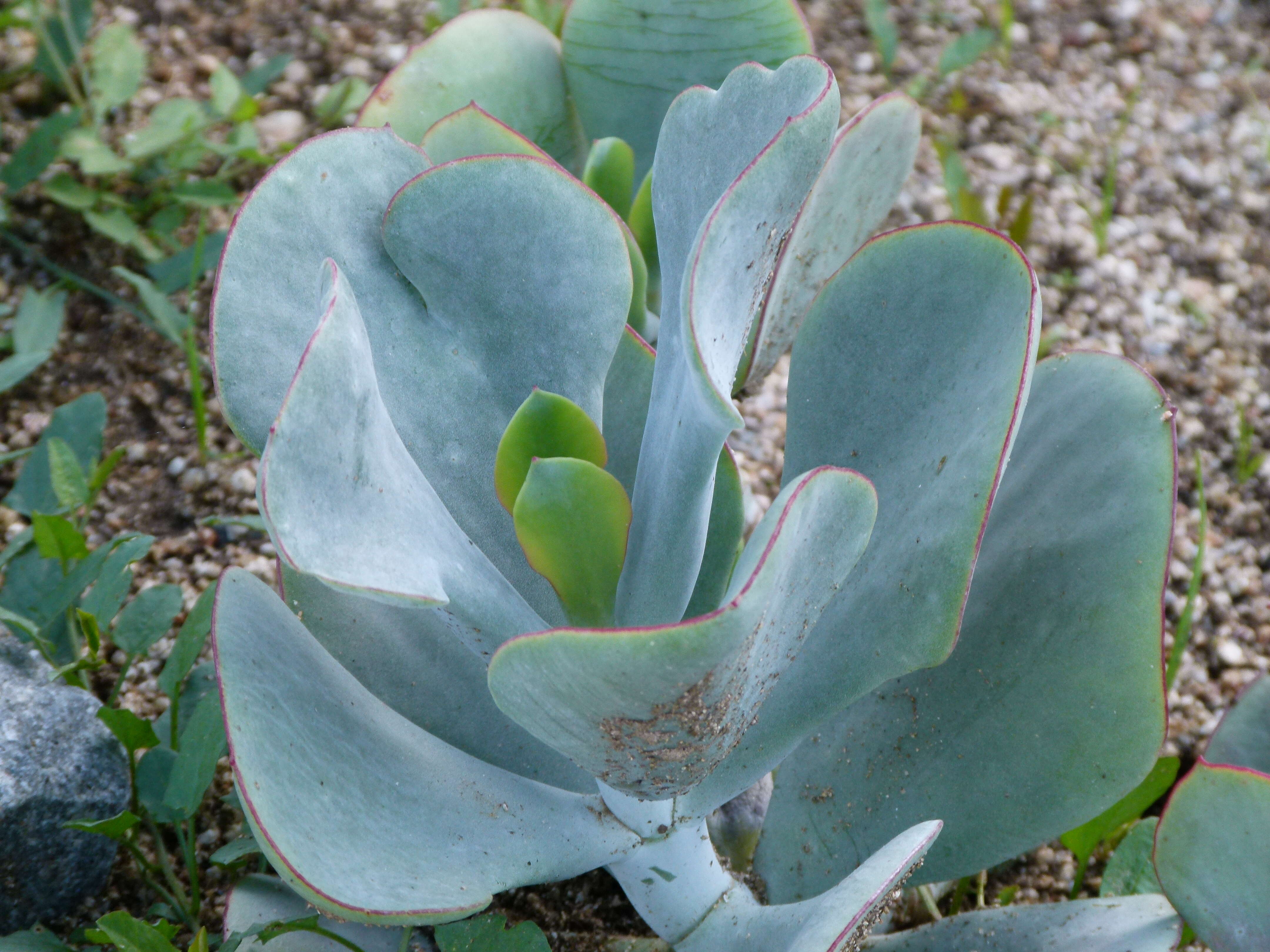 Image of pig's ear