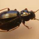 Sivun Bembidion (Phyla) obtusum Audinet-Serville 1821 kuva