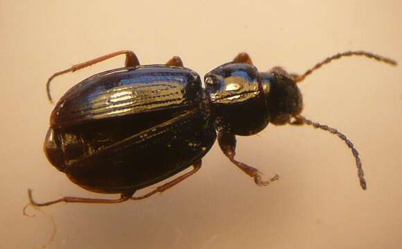 Image of Carabidae