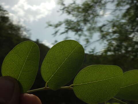 Image of Moringa concanensis Nimmo