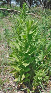 Plancia ëd Laennecia coulteri (A. Gray) G. L. Nesom