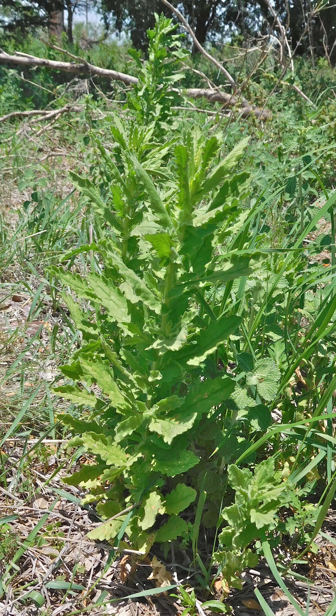 Plancia ëd Laennecia coulteri (A. Gray) G. L. Nesom