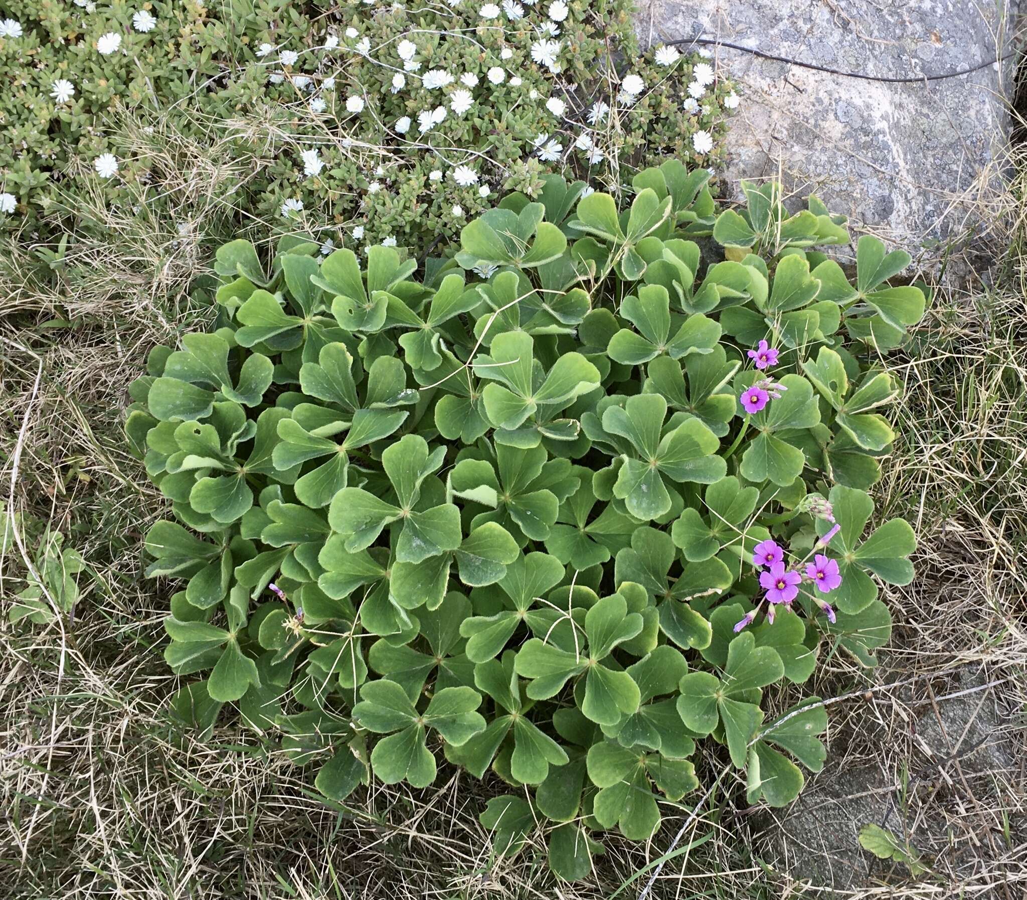 Sivun Oxalis monticola Arechav. kuva