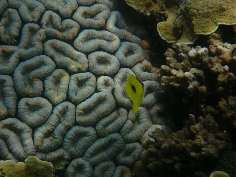 Image of Indian Teardrop Butterflyfish