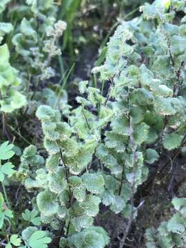 Plancia ëd Adiantum thalictroides var. hirsutum (Hook. & Grev.) Sota