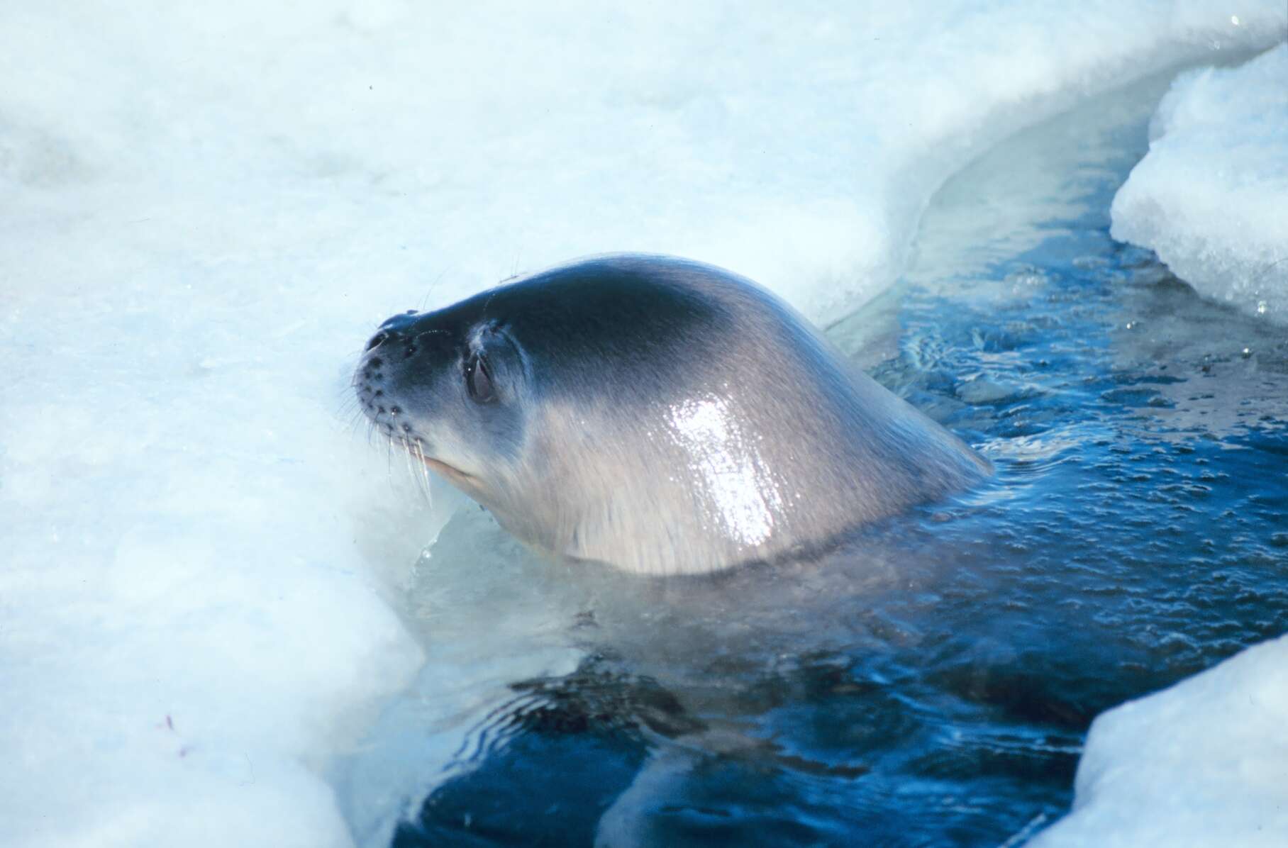 Image of Weddell seal