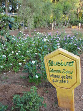 Image of Madagascar periwinkle