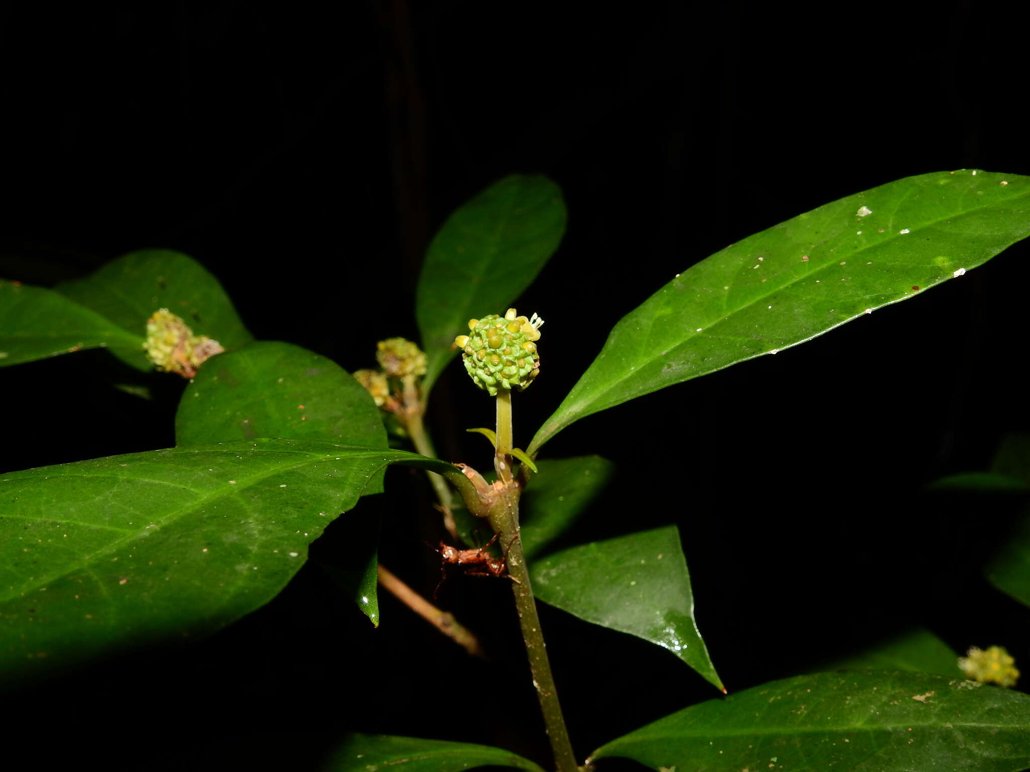 Eumachia guianensis (Bremek.) Delprete & J. H. Kirkbr. resmi