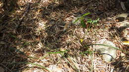 Image of Sansevieria canaliculata Carrière