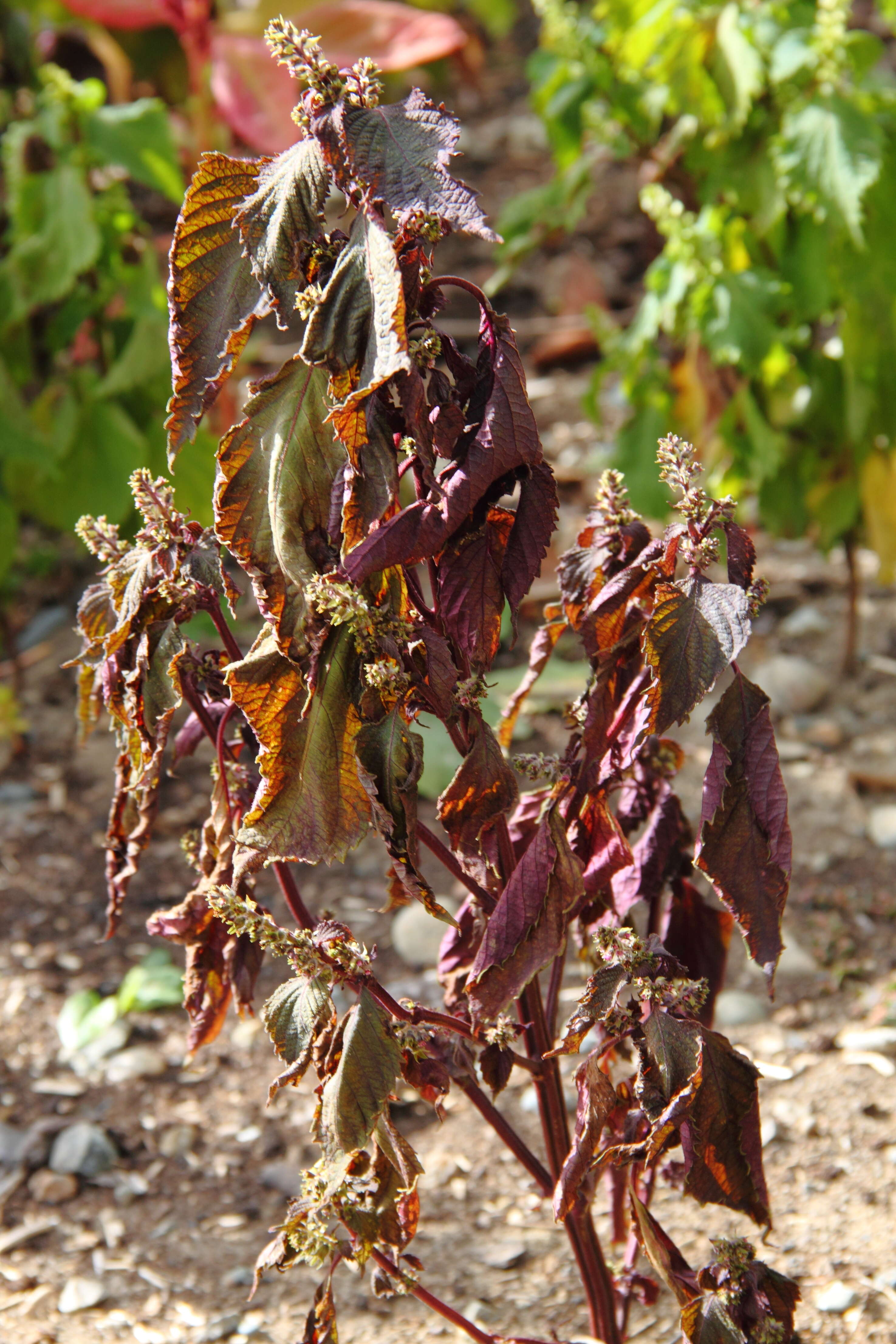 Imagem de Perilla frutescens var. crispa (Thunb.) H. Deane