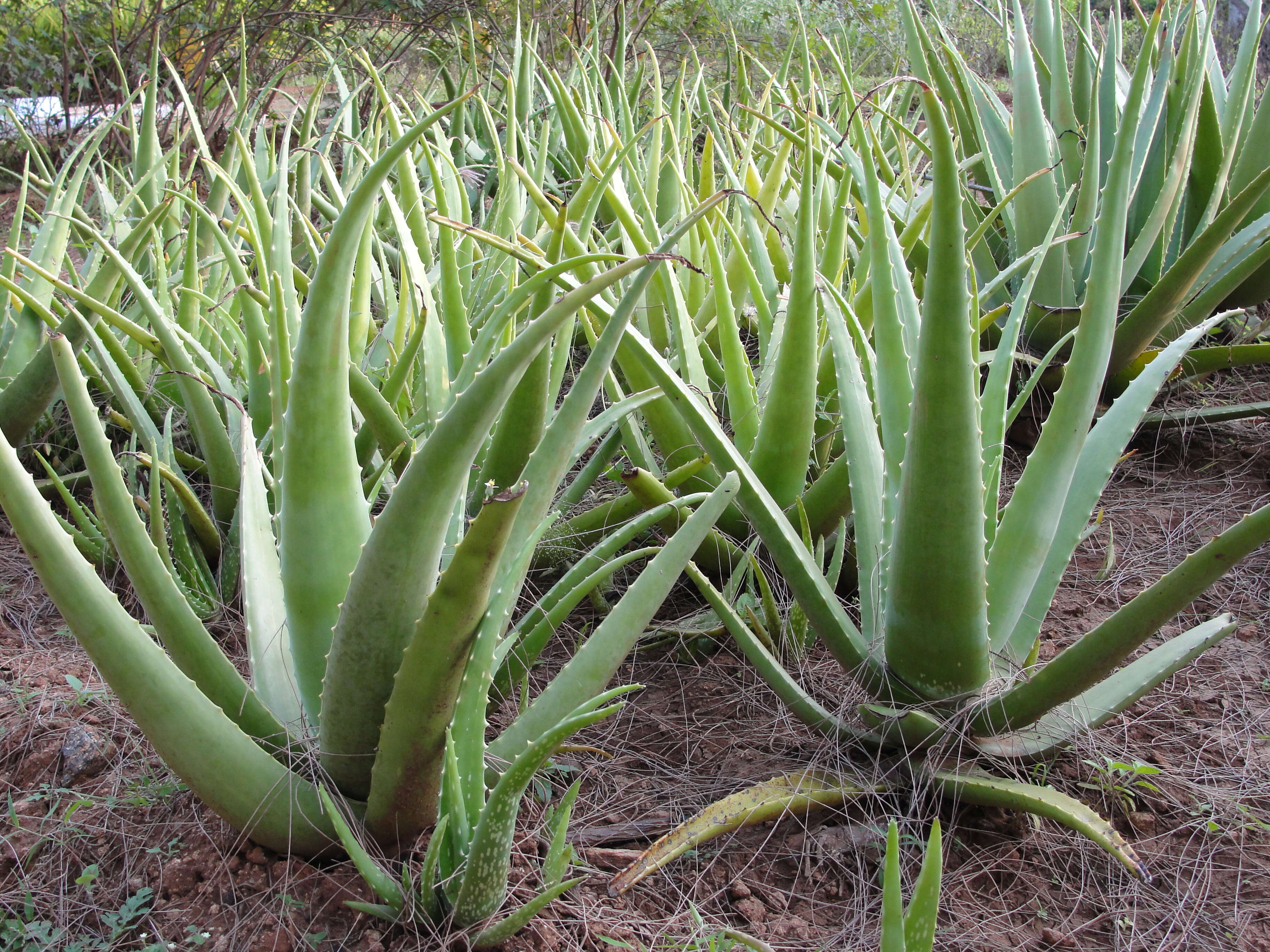 Image of Aloe vera