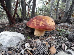 Boletus rubriceps D. Arora & J. L. Frank 2014 resmi