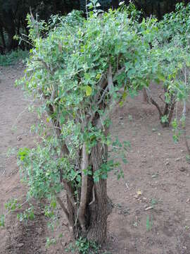 Слика од Clerodendrum phlomidis L. fil.