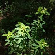 Image of Euphorbia esuliformis S. Schauer