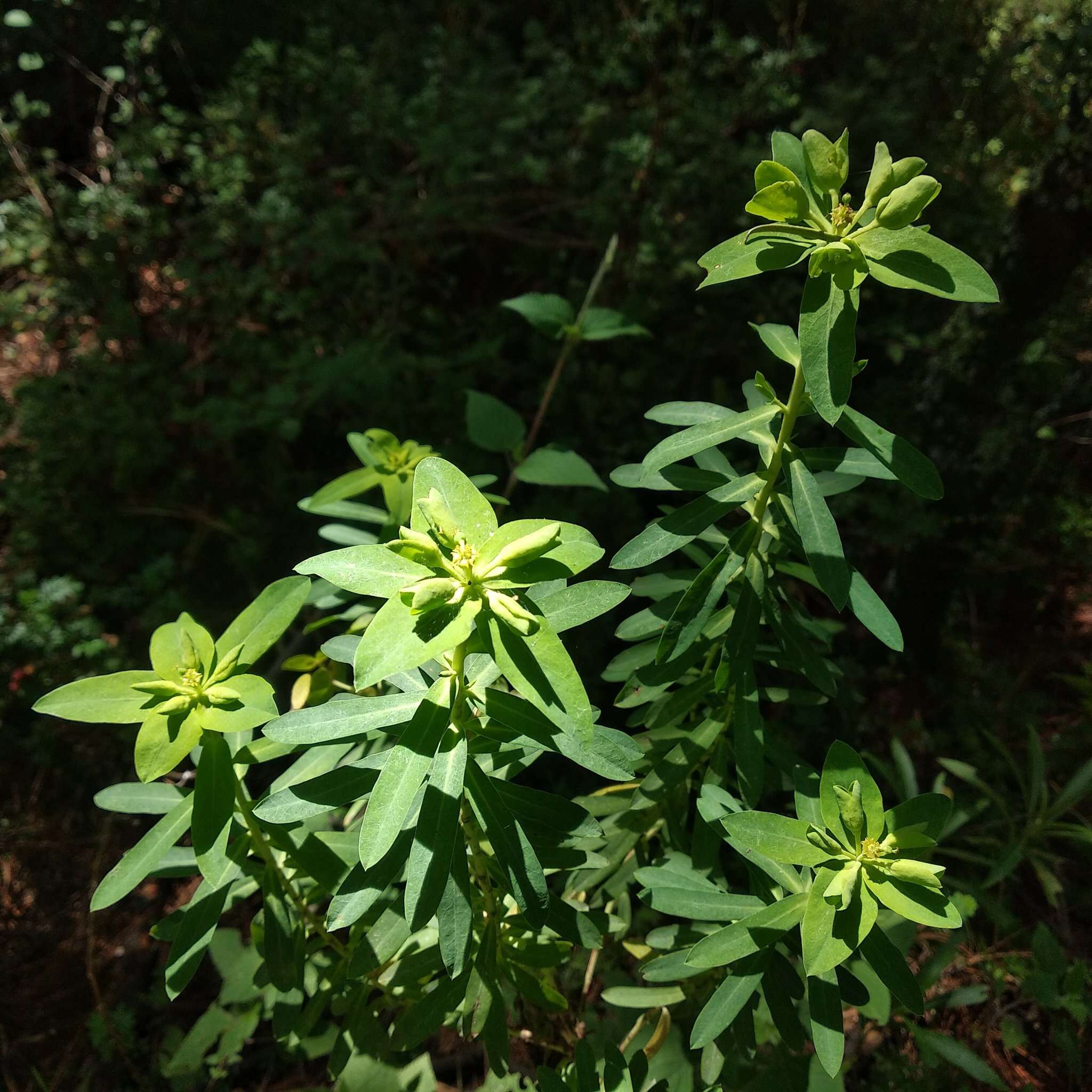 Image of Euphorbia esuliformis S. Schauer