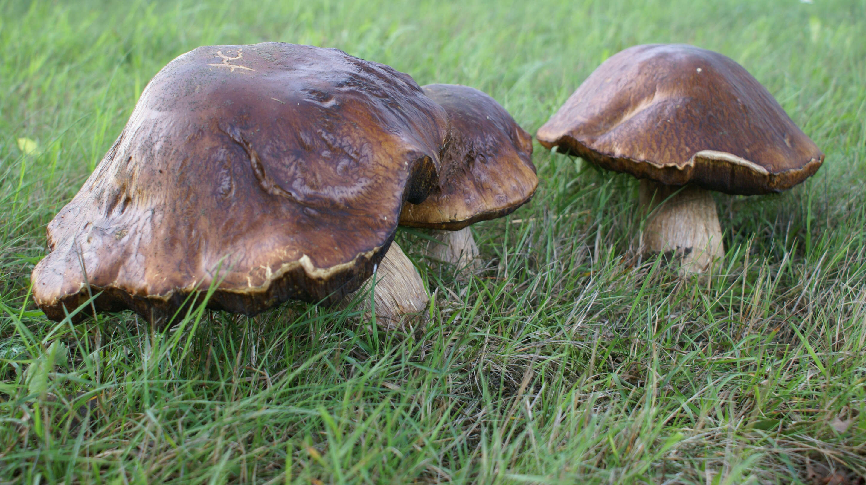 Image of Cep