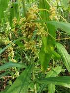 Image of buttonbush dodder