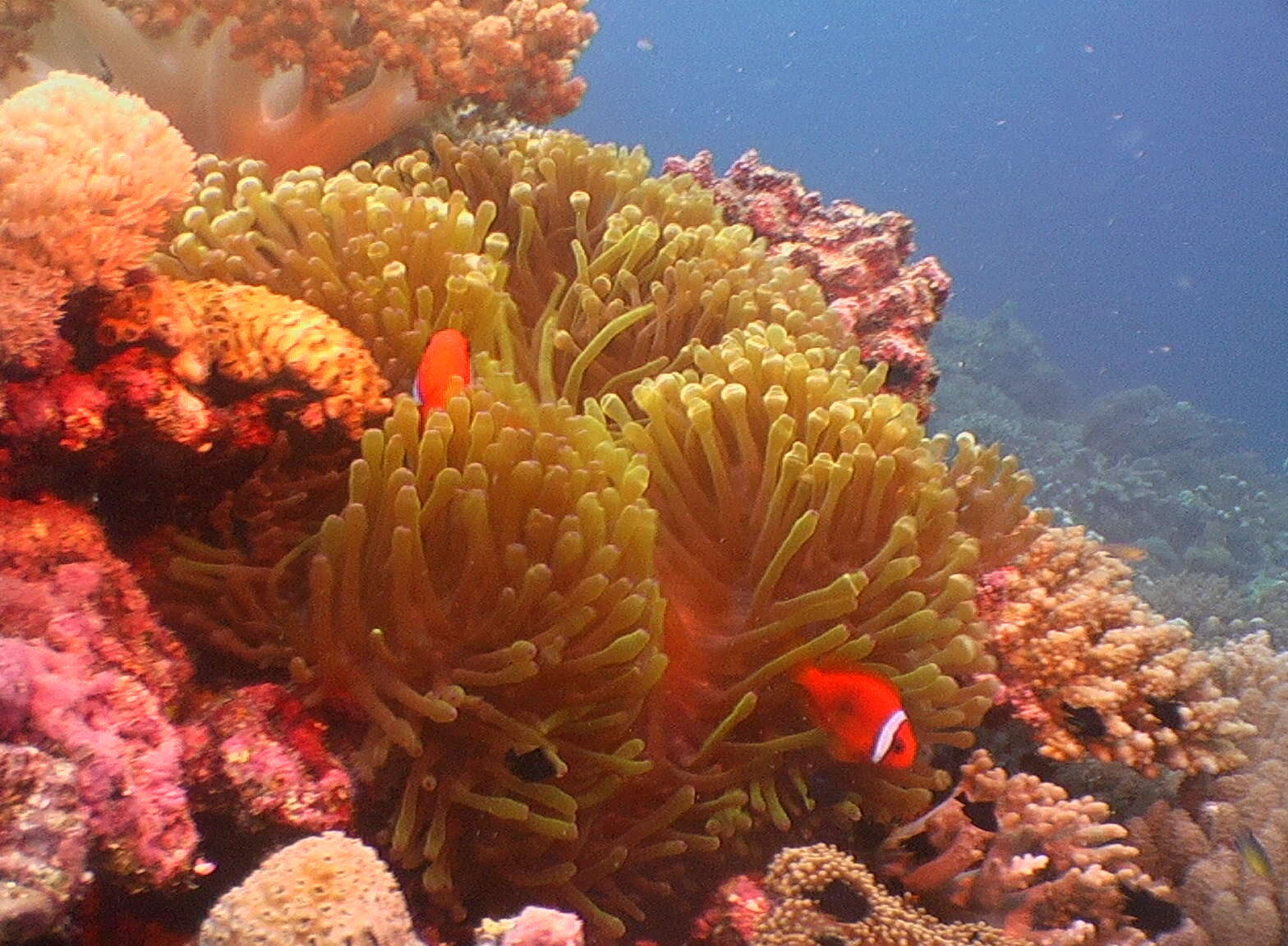 Image of Cinnamon clownfish