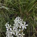 Image of fourangle rose gentian