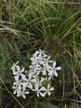 Sabatia quadrangula Wilbur resmi