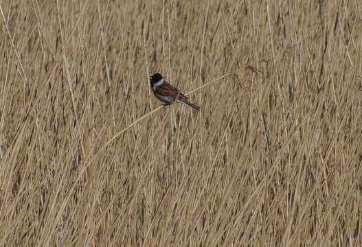 Image of Common Reed Bunting