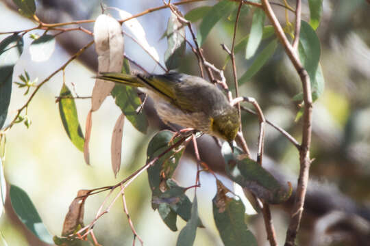 Image of Yellow-plumed Honeyeater