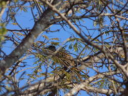 Image of Lesser Roadrunner