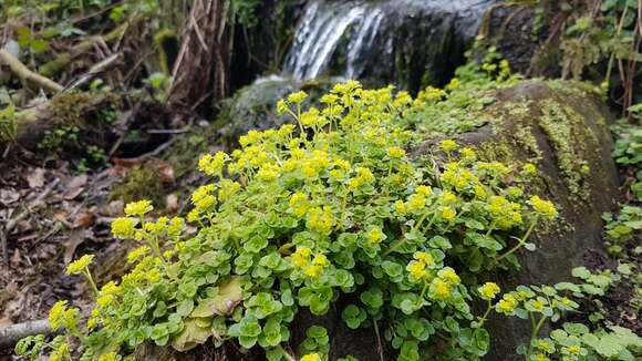 Plancia ëd Chrysosplenium oppositifolium L.