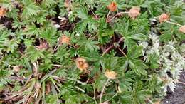 Image de Potentilla vulcanicola Juz.