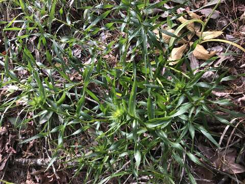 Image of scaly blazing star