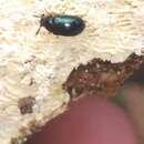 Image of Two-horned Darkling Beetle