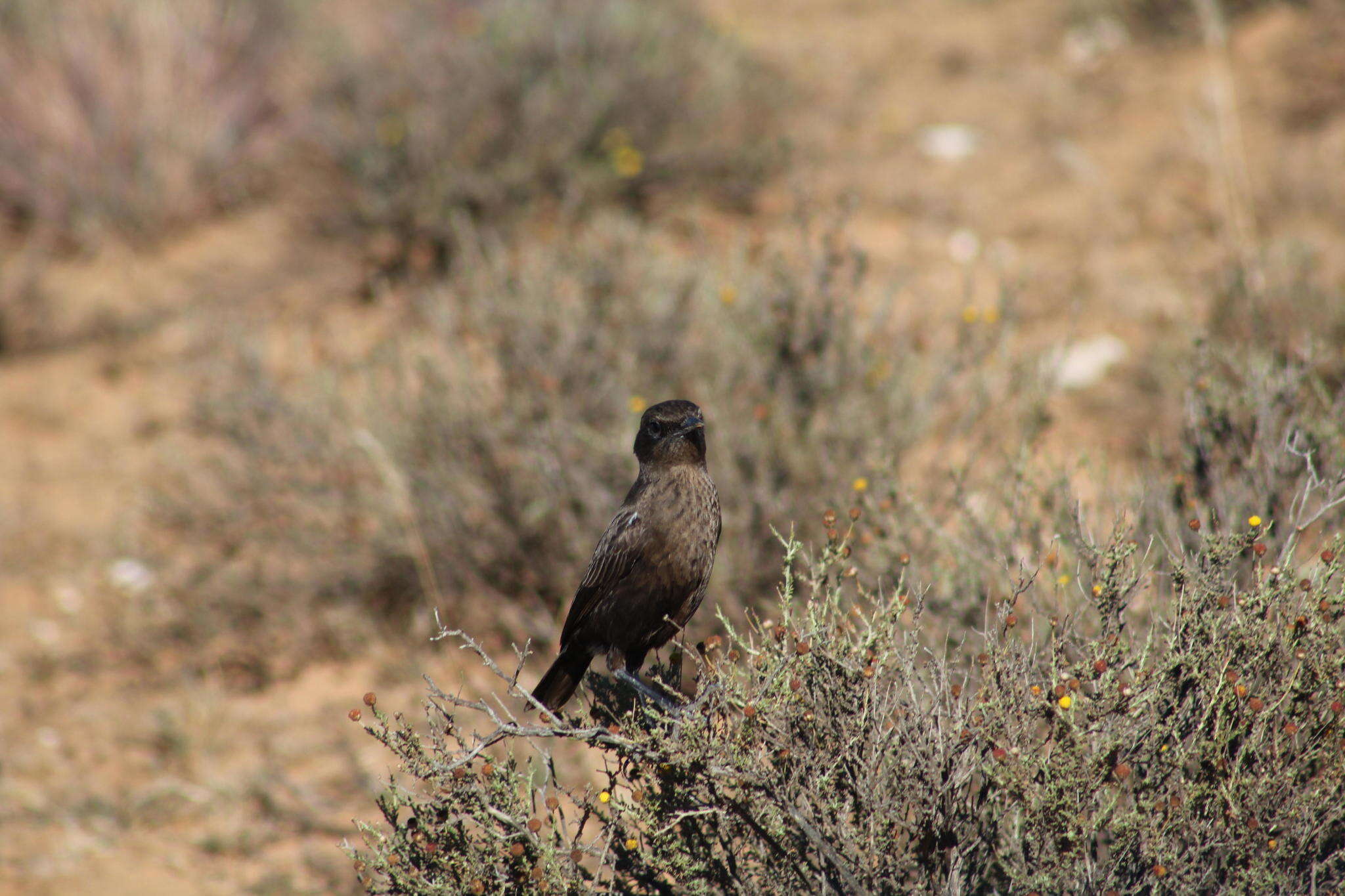 Image of Ant-eating Chat