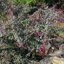 Imagem de Putterlickia pyracantha (L.) Szyszylowicz