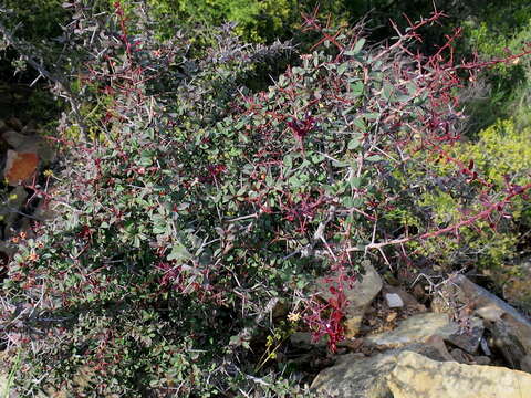 Image of Putterlickia pyracantha (L.) Szyszylowicz