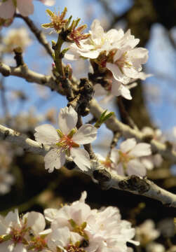 Imagem de Prunus dulcis (Mill.) D. A. Webb