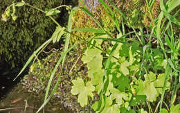 Image of Sierra false coolwort