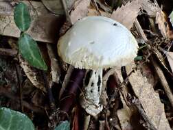 Image of Amanita kotohiraensis Nagas. & Mitani 2000