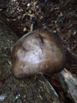 Image of Pluteus exilis Singer 1989