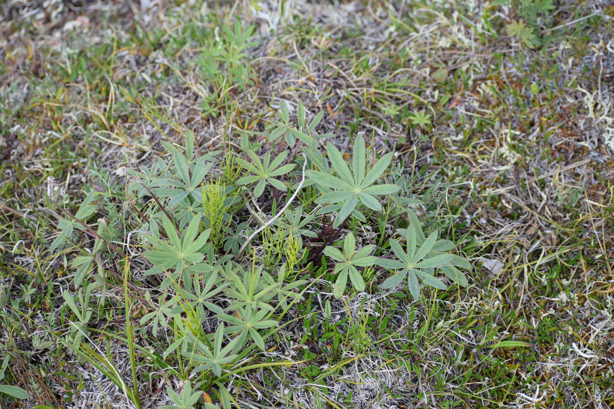 Image of arctic lupine