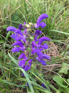 Imagem de Salvia pratensis L.