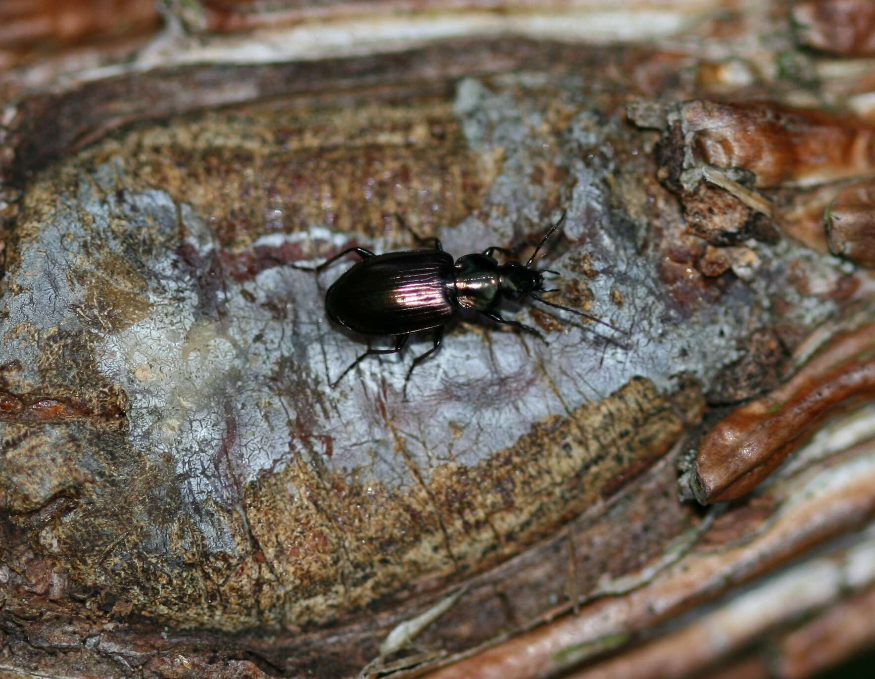 Image of Agonum