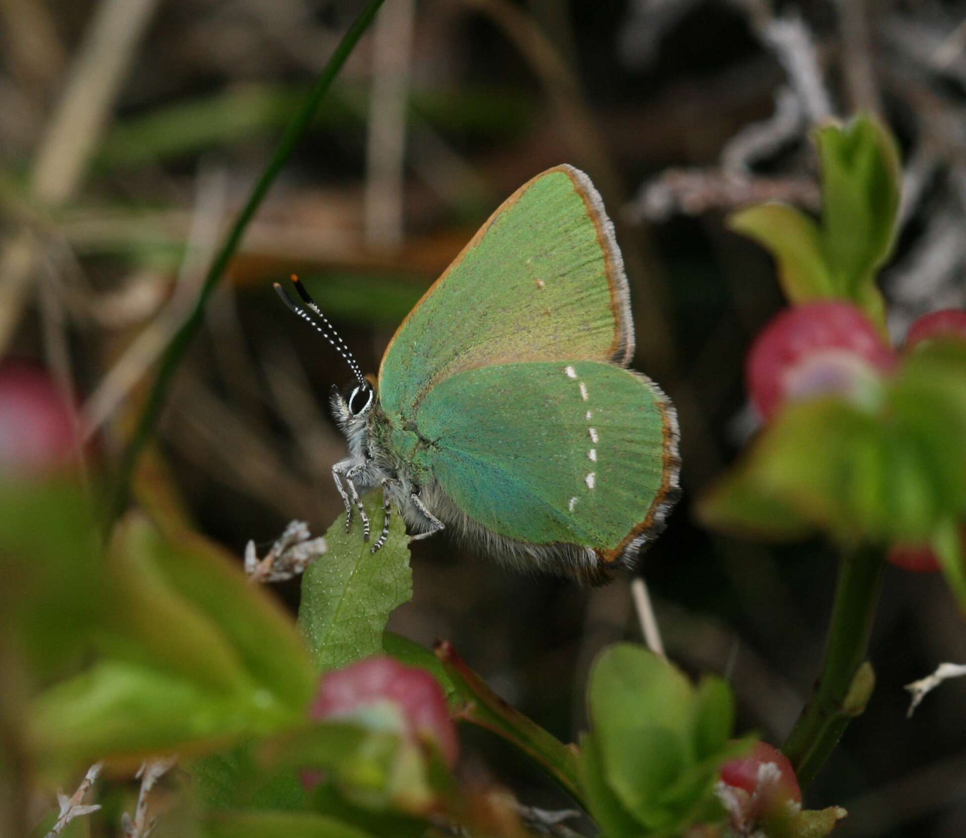 Plancia ëd Callophrys rubi (Linnaeus 1758)