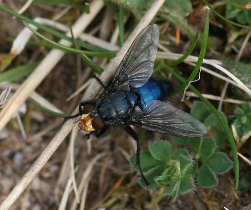 Image of bluebottle blow fly