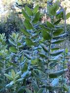 Image of Kings Mountain manzanita